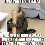 Over Dramatic Cat | IN JAPAN IT’S ILLEGAL; FOR MEN TO HAVE A WAIST OVER 35.4” AND FOR WOMEN TO HAVE A WAIST OVER 33.5” | image tagged in over dramatic cat,ludicrouslaws,memes,funny | made w/ Imgflip meme maker