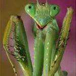 Praying Mantis Close Up | KEEP CALM; SPRING BREAK IS CLOSE | image tagged in praying mantis close up | made w/ Imgflip meme maker