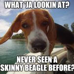 WHAT 'JA LOOKIN AT? NEVER SEEN A SKINNY BEAGLE BEFORE? | image tagged in beagle,boats,funny dogs,dogs,guess who | made w/ Imgflip meme maker