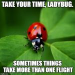 Ladybug | TAKE YOUR TIME, LADYBUG. SOMETIMES THINGS TAKE MORE THAN ONE FLIGHT | image tagged in ladybug | made w/ Imgflip meme maker