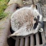 Stuck Fat Raccoon