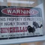 Chinchilla Ninjas