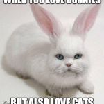 CAT RABBIT | WHEN YOU LOVE BUNNIES; BUT ALSO LOVE CATS | image tagged in bunnycat,cats,bunny,cat | made w/ Imgflip meme maker