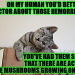 YOU'D BETTER | OH MY HUMAN YOU'D BETTER SEE A DOCTOR ABOUT THOSE HEMORRHOIDS! YOU'VE HAD THEM SO LONG THAT THERE ARE ACTUALLY LITTLE MUSHROOMS GROWING ON THEM! | image tagged in you'd better | made w/ Imgflip meme maker