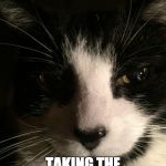 Skeptical Cat | ARE YOU SURE ABOUT; TAKING THE YARN AWAY FROM ME? | image tagged in skeptical cat | made w/ Imgflip meme maker