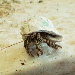 Hermit crab