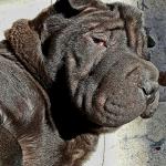 Junior sharpei meme