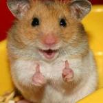 Thumbs up hamster
