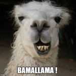 Handsome llama | BAMALLAMA ! | image tagged in handsome llama | made w/ Imgflip meme maker