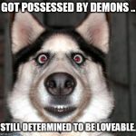 Scared Dog | GOT POSSESSED BY DEMONS .. STILL DETERMINED TO BE LOVEABLE. | image tagged in scared dog | made w/ Imgflip meme maker