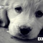 Animals have feelings  | BEING A GOOD BOY; IS SO EXHAUSTING. | image tagged in animals have feelings | made w/ Imgflip meme maker