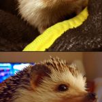 Corny Joke Hedgehog | THE MAD FACE; THE OTHER  FACE | image tagged in corny joke hedgehog | made w/ Imgflip meme maker