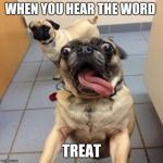 Excited dog | WHEN YOU HEAR THE WORD; TREAT | image tagged in excited dog | made w/ Imgflip meme maker
