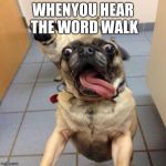 Excited dog | WHENYOU HEAR THE WORD WALK | image tagged in excited dog | made w/ Imgflip meme maker