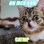 Derpy cat | OH MEH GOD; CATNIP | image tagged in derpy cat | made w/ Imgflip meme maker