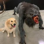 Dog vs. Warewolf meme