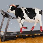 Cow Exercising