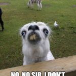 Llama weird face  | WHEN SOMEONE ACCUSES YOU OF WITCH CRAFT; NO, NO,SIR, I DON'T TRUCK WITH NO DEVIL! | image tagged in llama weird face | made w/ Imgflip meme maker