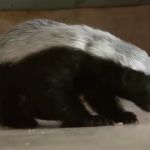baby badger GIF Template