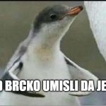 Penguin flexing | KAD BRCKO UMISLI DA JE JAK | image tagged in penguin flexing | made w/ Imgflip meme maker
