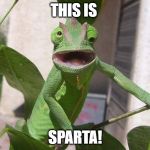 lizard | THIS IS; SPARTA! | image tagged in lizard | made w/ Imgflip meme maker