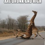 Falling Giraffe | WHEN YOU AND YOUR BEST FRIEND ARE DRUNK AND HIGH | image tagged in falling giraffe | made w/ Imgflip meme maker