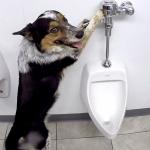 Dog Flush