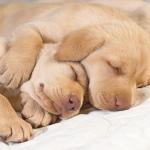 cute puppies resting