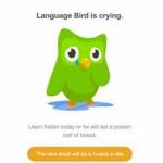 Duolingo bird meme
