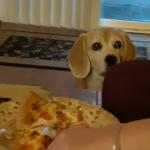 Toby the beagle