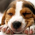Dreaming Beagle Puppy