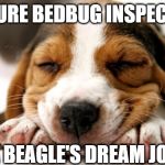 FUTURE BEDBUG INSPECTOR | FUTURE BEDBUG INSPECTOR; A BEAGLE'S DREAM JOB | image tagged in dreaming beagle puppy,bedbugs,puppy,dreams,cute puppies,sleeping | made w/ Imgflip meme maker