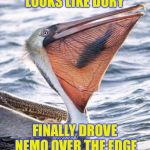 Bad luck Nemo | LOOKS LIKE DORY; FINALLY DROVE NEMO OVER THE EDGE | image tagged in bad luck nemo | made w/ Imgflip meme maker