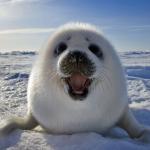 Seal Focus