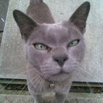 Grey Burmese Cat meme