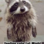 Feeling Cute Racoon | Feeling cute. Lol  Might; tear up your trash later. IDK | image tagged in feeling cute racoon,funny,cute,fun,funny animals | made w/ Imgflip meme maker