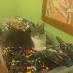 Cat in LEGO bin meme