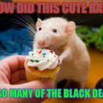 rats | HOW DID THIS CUTE RAT... KILL SO MANY OF THE BLACK DEATH!!! | image tagged in rats | made w/ Imgflip meme maker