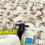 Chop ! | YOUR MUM GAY; NO ! EWE | image tagged in black sheep,your mom,gay,no u,ewe | made w/ Imgflip meme maker