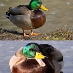 Bad Pun Duck | WHY DO DUCKS HAVE TAIL FEATHERS? TO COVER UP THEIR BUTT QUACKS! | image tagged in bad pun duck,bad puns,ducks | made w/ Imgflip meme maker