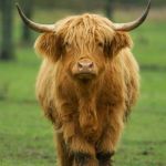 Highland Cow | There's a full MOOOOON tonight; WATCH OUT FOR WERECOW | image tagged in highland cow | made w/ Imgflip meme maker