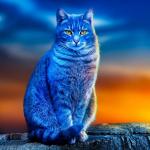 Blue cat meme