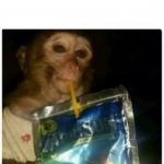 Skeptical Monkey Kid with Capri Sun meme