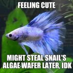 Angry Betta  | FEELING CUTE; MIGHT STEAL SNAIL'S ALGAE WAFER LATER, IDK | image tagged in angry betta | made w/ Imgflip meme maker