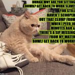 DICTATOR CAT | HUMAN WHY ARE YOU SITTING DOWN? GET BACK TO WORK SLAVE! YOU STILL HAVEN'T SCOOPED OUT THAT CLUMP FROM WHEN I PEED 10 MINUTES AGO & THERE'S A SIP MISSING FROM MY WATER BOWL! GET BACK TO WORK! | image tagged in dictator cat | made w/ Imgflip meme maker