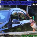 DUCK | 'Who's a pretty boy then?' thought Douglas, as he admired his feathers in the wing mirror...….🦆🦆🦆; Angela Wallace Wright | image tagged in duck | made w/ Imgflip meme maker