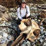 Giant Mosquito Skull