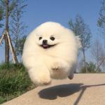 Fluffy doggo