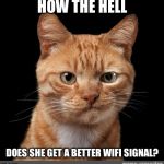 Wifi WTF | HOW THE HELL; DOES SHE GET A BETTER WIFI SIGNAL? | image tagged in smirking cat2,wifi,wtf,how in the hell,funny meme | made w/ Imgflip meme maker