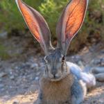 Bunny big ears
